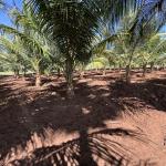 Coconut Farm with Farm House