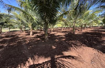 Coconut Farm with Farm House
